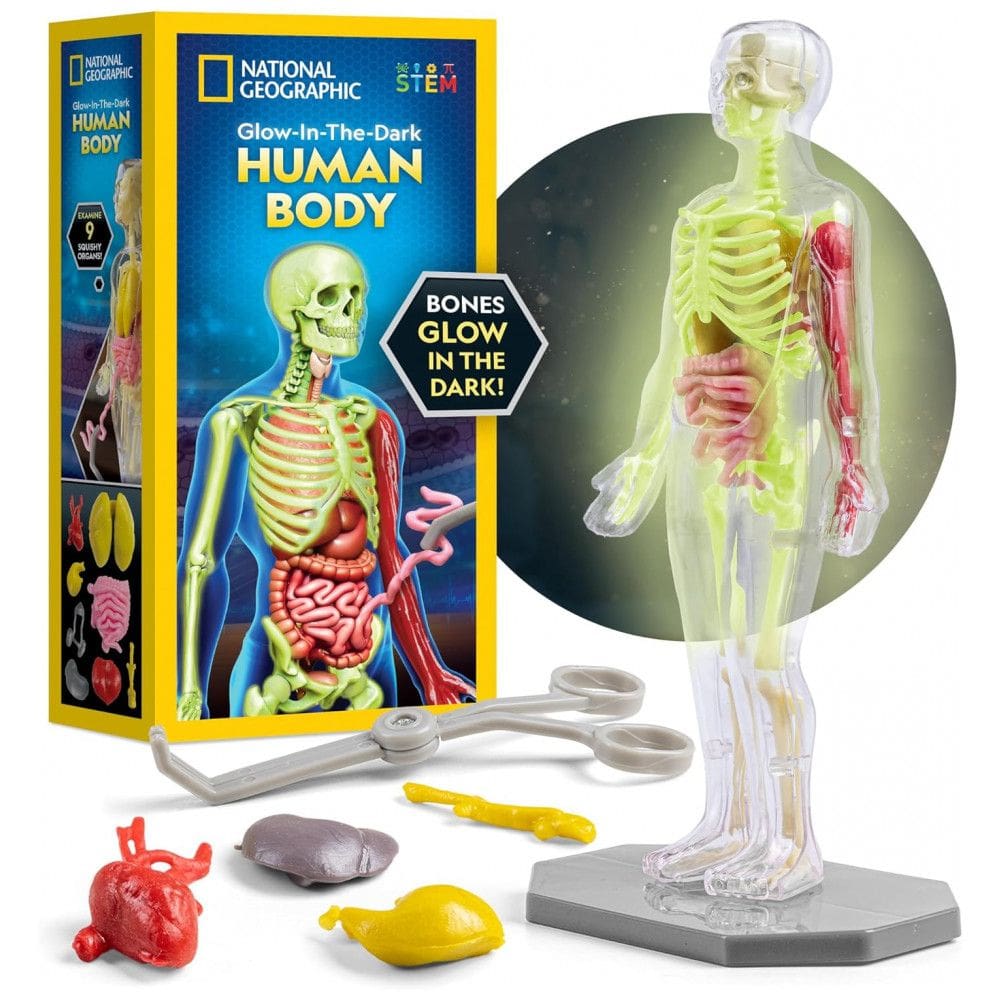 Modelo do Corpo Humano da National Geographic para Crianças que Brilha no Escuro - Kit Interativo de Anatomia com 32 Peças de Ossos