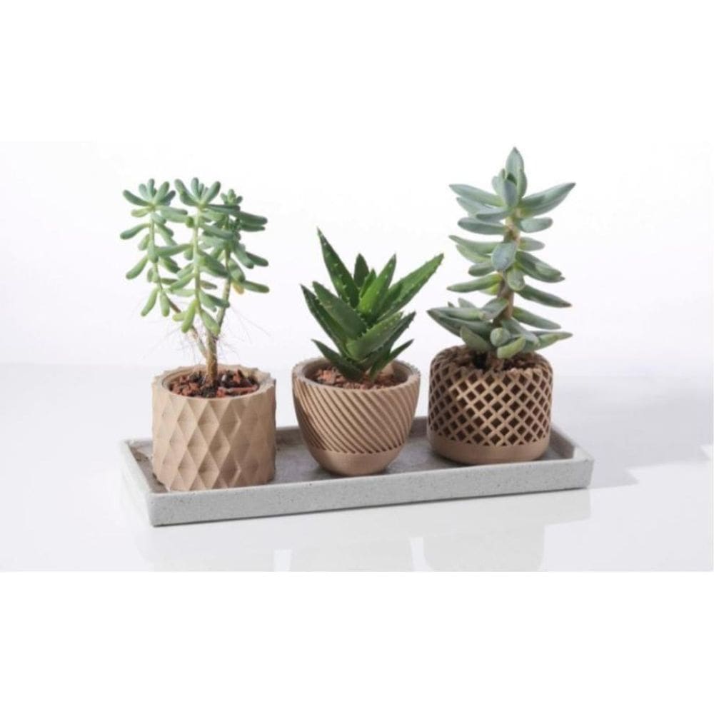 Kit Vasos Suculenta Moderno