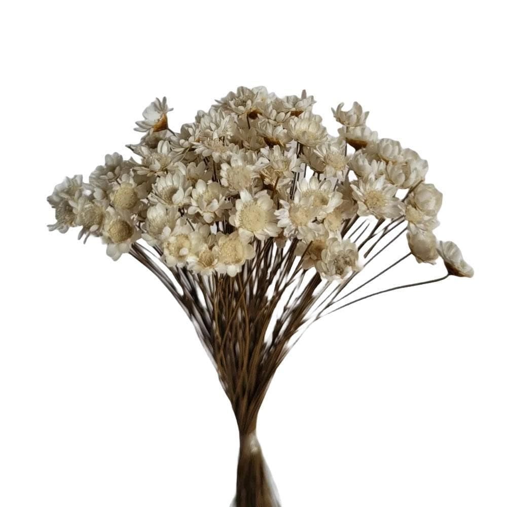 Flores Sempre Viva Maço Grande 12G Branco