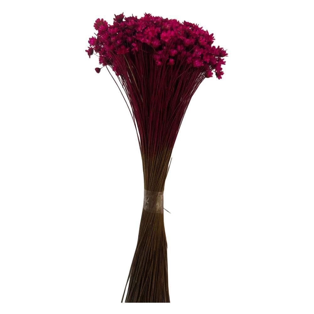 Flores Sempre Viva Maço Grande 12G Rosa