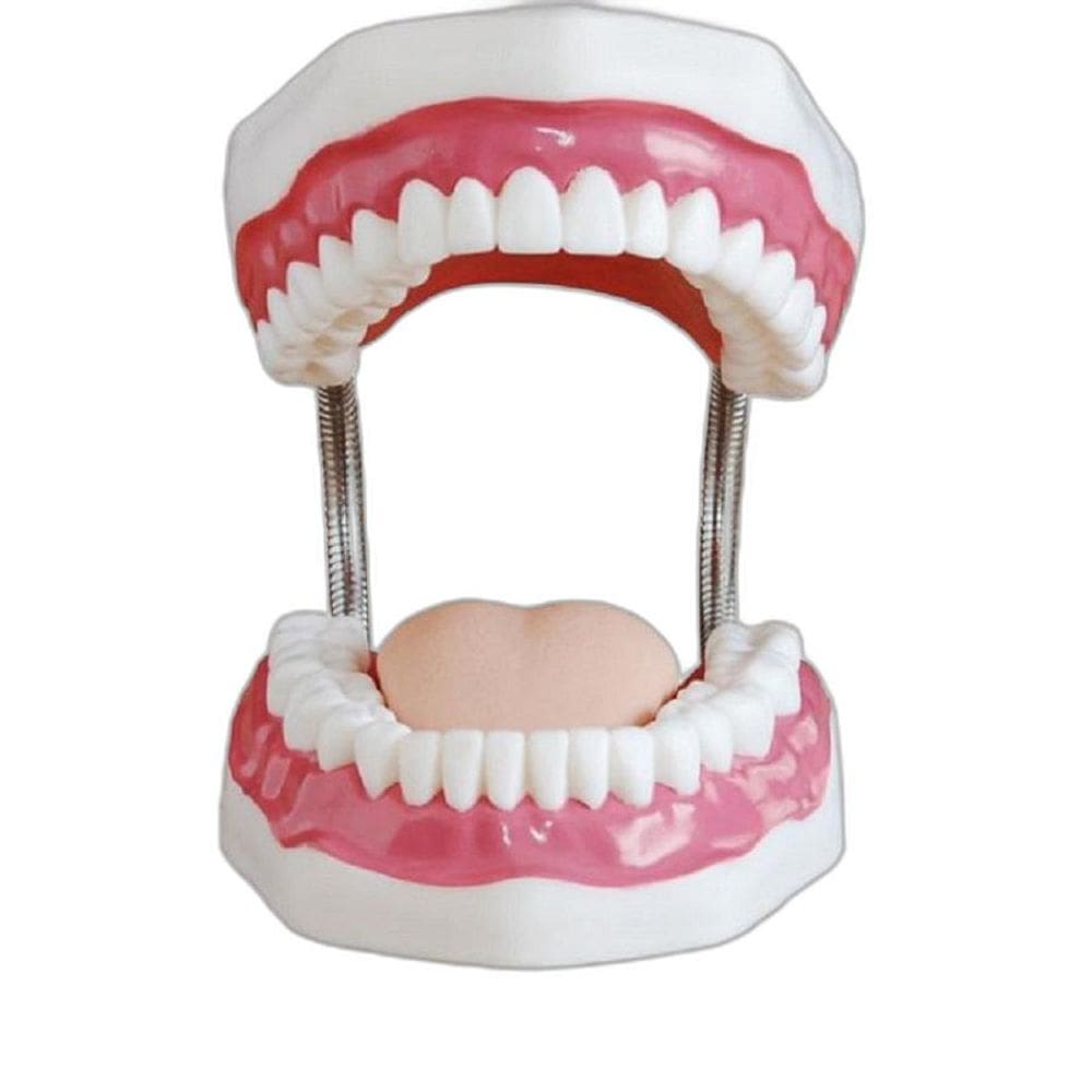 Arcada Dentaria Com Escova De Dente Gigante