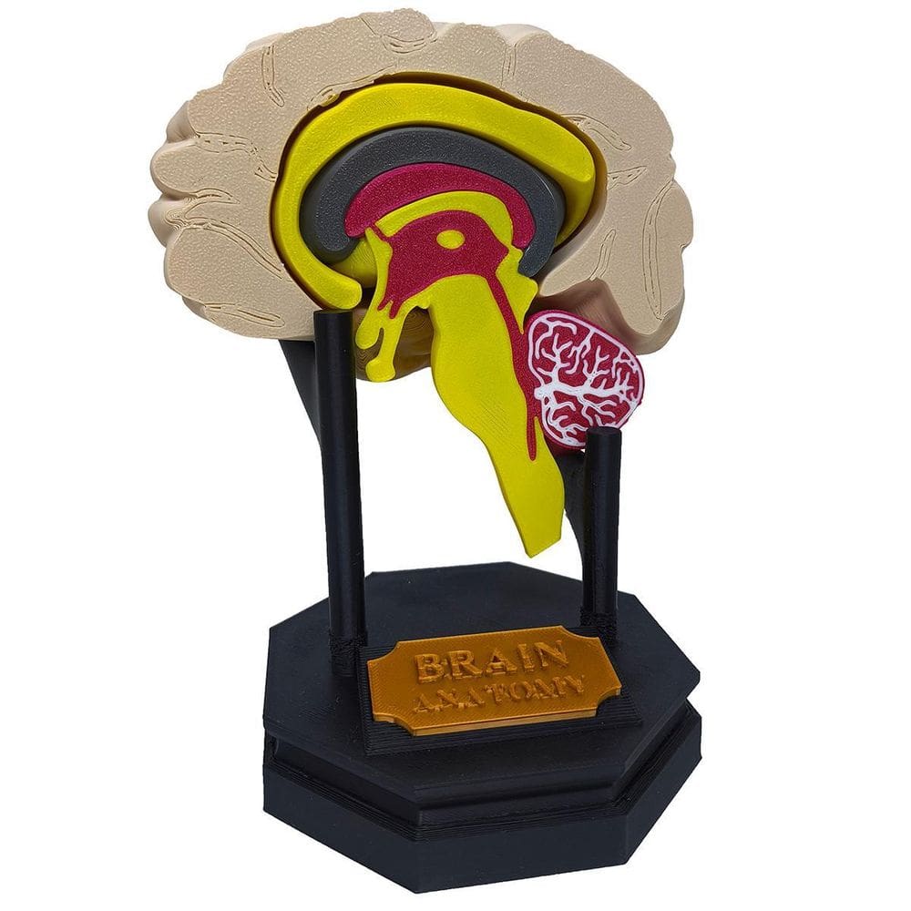 Cérebro Humano Tronco Cerebelo Medula Espinhal Neurologista