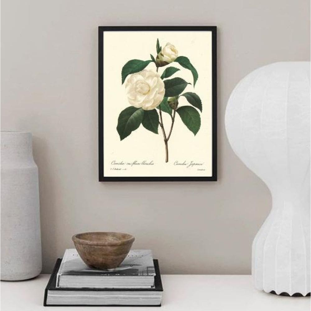 Quadro Botânica Flor Camélia 24X18Cm