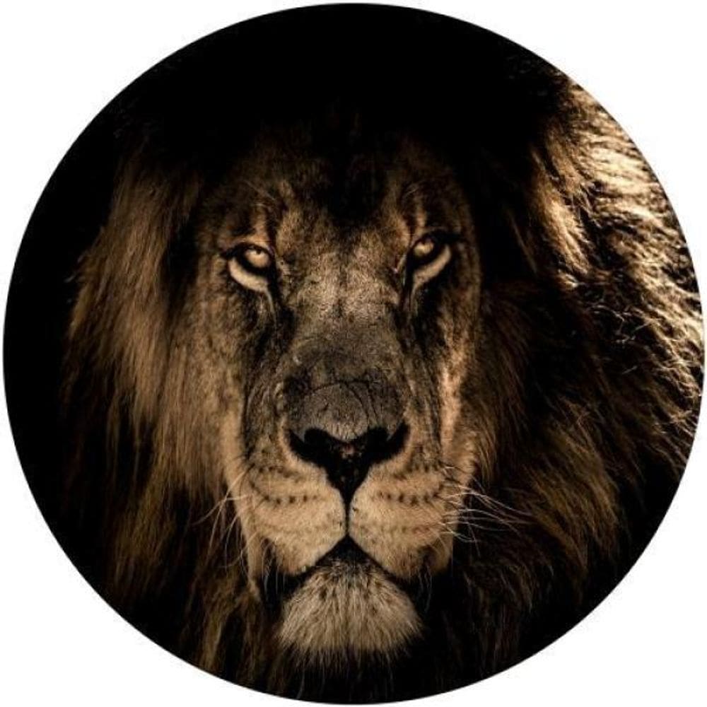 Capa De Estepe Leão Africano