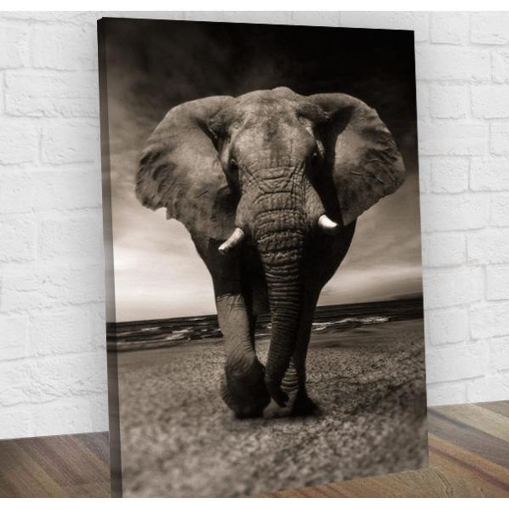 Quadro Decorativo Elefante Midiapoparte Salas 60X80