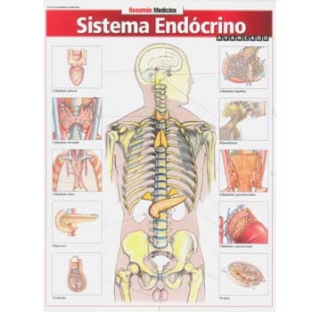 Livro - Resumão Medicina - Sistema Endócrino Avançado